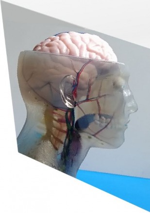 brain